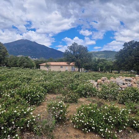 Domaine U Filanciu - Maison Chiara avec piscine - Centre Corse Moltifao Esterno foto