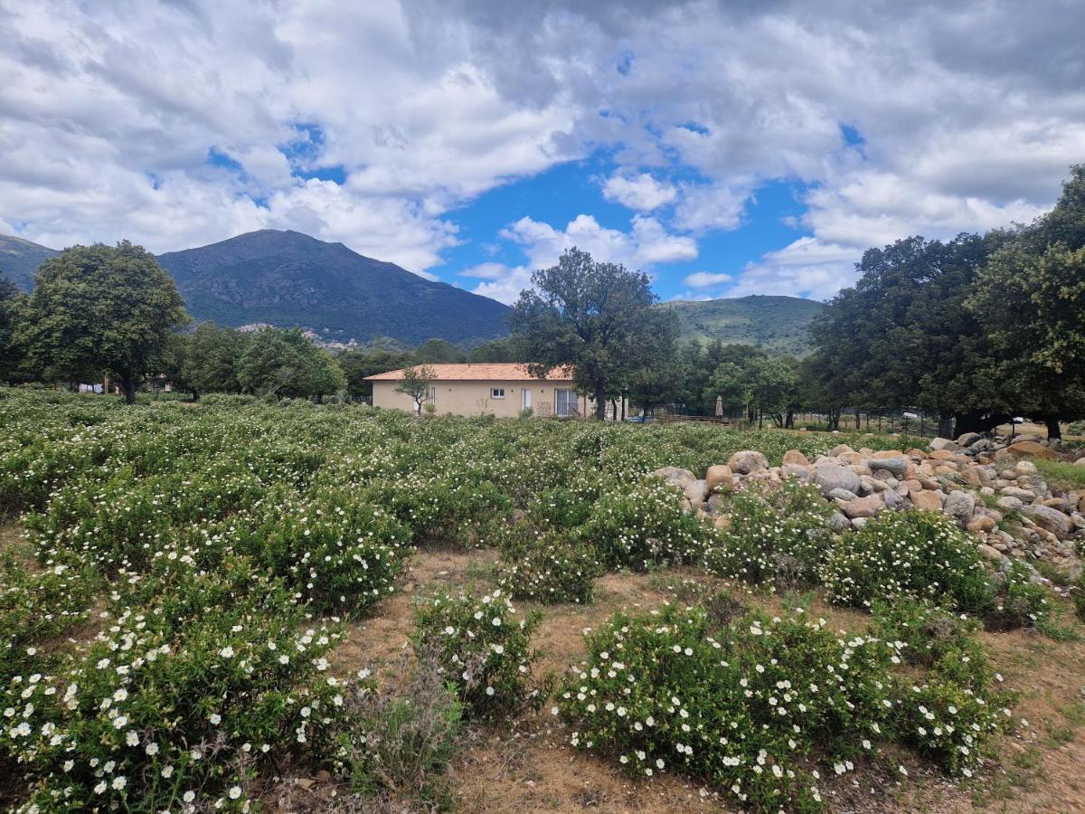 Domaine U Filanciu - Maison Chiara avec piscine - Centre Corse Moltifao Esterno foto